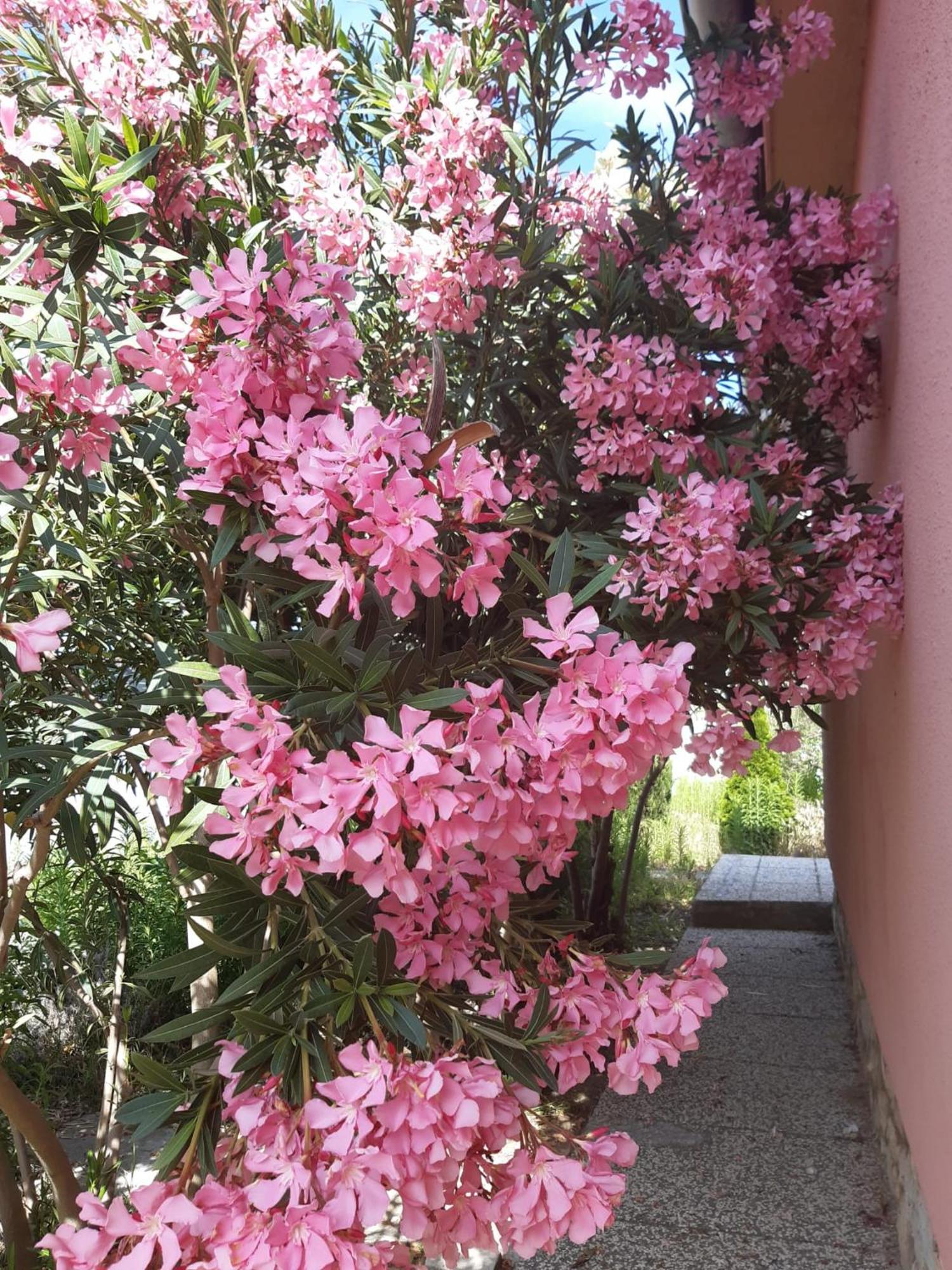 נין Mediterranean House 50M From The Sea מראה חיצוני תמונה